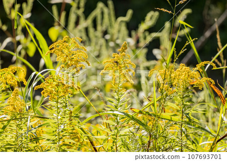 Close up shot of Solidago altissima blossom 107693701