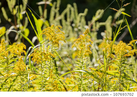 Close up shot of Solidago altissima blossom Close up shot of Solidago altissima blossom 107693702