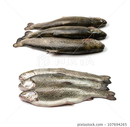Raw Trout Isolated Raw Trout Isolated 107694265
