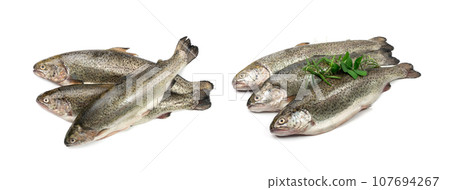 Raw Trout Isolated 107694267