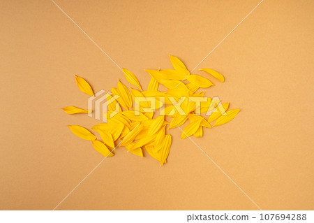 Yellow Petals Isolated, Sunflower Petal Pile, Orange Blossom Design 107694288