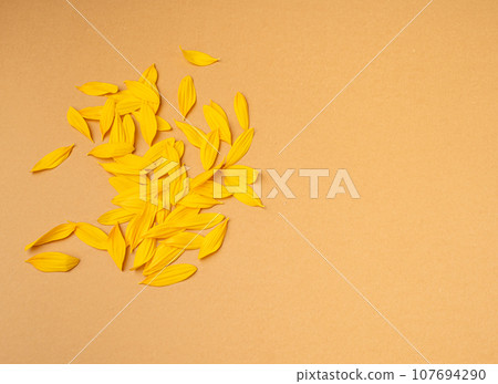 Yellow Petals Isolated, Sunflower Petal Pile, Orange Blossom Design Yellow Petals Isolated, Sunflower Petal Pile, Orange Blossom Design 107694290
