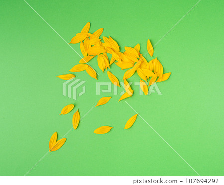 Yellow Petals Isolated, Sunflower Petal Pile, Orange Blossom Design 107694292