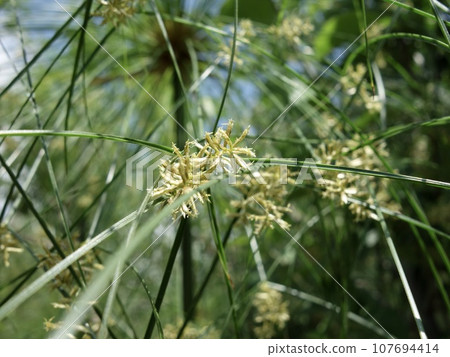 papyrus grass flower 107694414