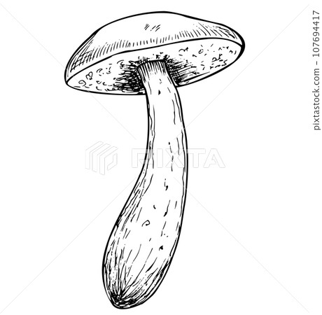 Birch Mushroom in line art style. Hand drawn vector illustration of forest Fungus painted by black inks on isolated white background. Drawing of boletus in engraving style. Linear sketch with porcini. Birch Mushroom in line art style. Hand drawn vector illustration of forest Fungus painted by black inks on isolated white background. Drawing of boletus in engraving style. Linear sketch with porcini. 107694417