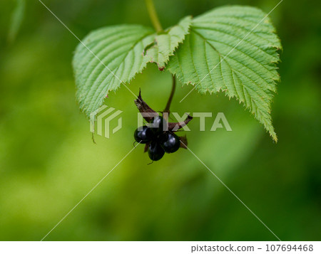 薔薇科城山吹的黑色果實 薔薇科城山吹的黑色果實 107694468