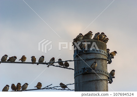 A flock of sparrows perched on a telephone pole 107694524