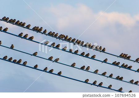 A flock of sparrows perched on a power line 107694526