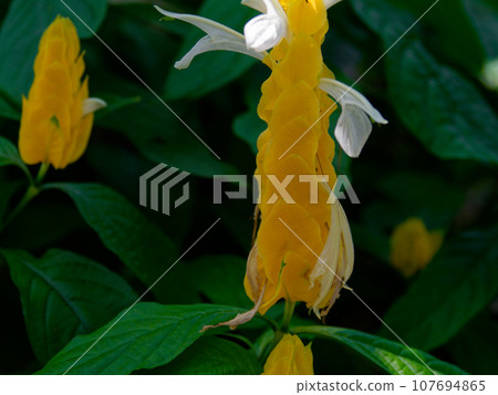 Pachystakis utea 開黃色蠟燭狀花朵 Pachystakis utea 開黃色蠟燭狀花朵 107694865