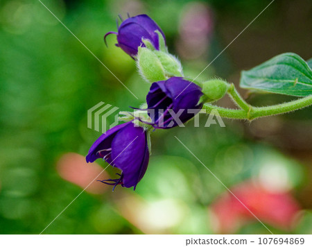 Dark purple flowers of the Phytonaceae family Dark purple flowers of the Phytonaceae family 107694869