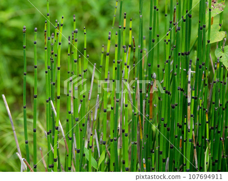 Large-leaved fern plant, Horsetail family, Horsetail 107694911