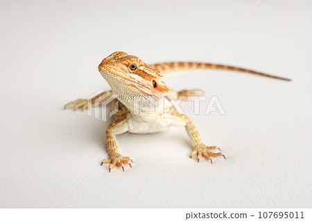 Bearded dragon, pogona vitticeps, isolated on white background, Tiger Pattern Morphs. Professional studio macro photography on isolated white background Bearded dragon, pogona vitticeps, isolated on white background, Tiger Pattern Morphs. Professional studio macro photography on isolated white background 107695011