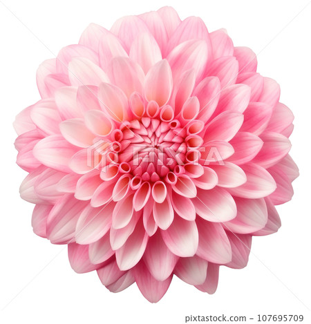 delicate pink chrysanthemum flower buds and leaves isolated 107695709