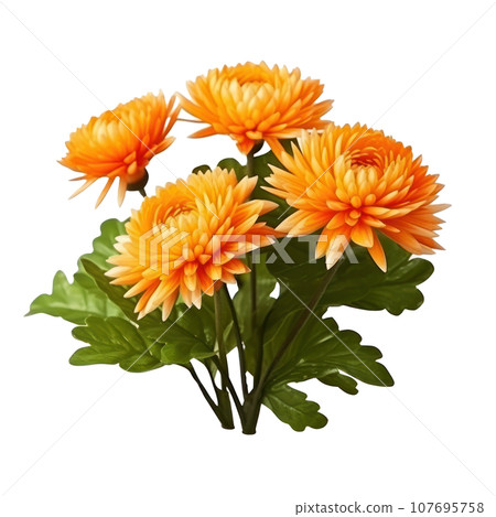 delicate orange chrysanthemum flowers, buds and leaves isolated over white background without shadow delicate orange chrysanthemum flowers, buds and leaves isolated over white background without shadow 107695758
