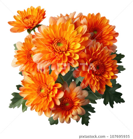 delicate orange chrysanthemum flowers, buds and leaves isolated over white background without shadow delicate orange chrysanthemum flowers, buds and leaves isolated over white background without shadow 107695935