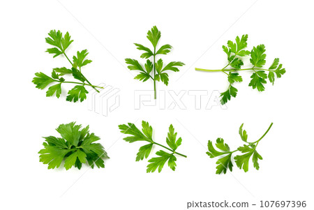 Parsley Leaves Isolated 107697396