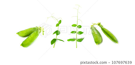Pea Leaf and Pea Pods Isolated, Green Leaves, Fresh Legumes Sprouts, Spring Pea Shootsnd Pea Leaf and Pea Pods Isolated, Green Leaves, Fresh Legumes Sprouts, Spring Pea Shootsnd 107697639