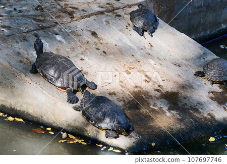 Turtles resting on a pond on a summer day Turtles resting on a pond on a summer day 107697746