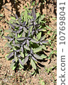 dazzling sage plant in field 107698041