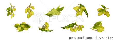 Neem Plant with Leafy Branches and Fruits Vector Set 107698136