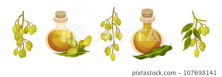 Neem Plant with Leafy Branches and Fruits Vector Set 107698141