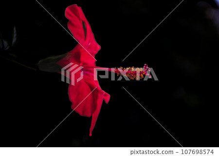 red flower hibiscus with green leaves. 107698574