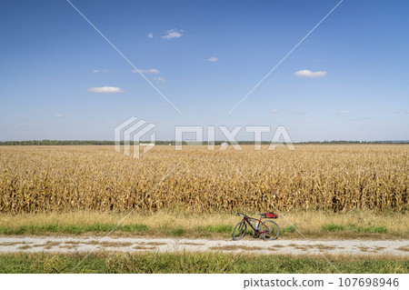 corn field ready for harvest along Steamboat Trace Trail converted from old railroad near Peru, Nebraska, gravel bike 107698946