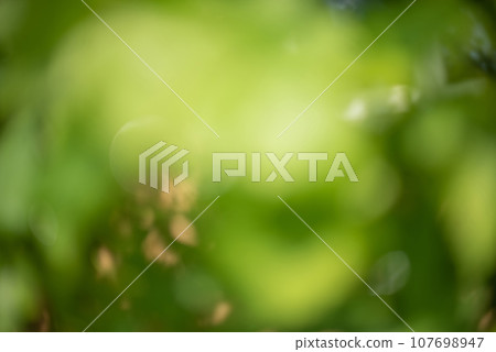 Green with beige defocused background. Dekfocus light natural blurred leaves. 107698947
