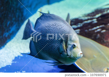 Adult gray angelfish, Pomacanthus arcuatus swims Adult gray angelfish, Pomacanthus arcuatus swims 107698971
