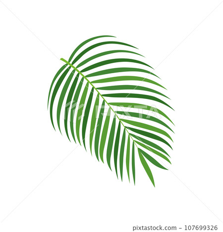 Palm tree branch vector illustration 107699326