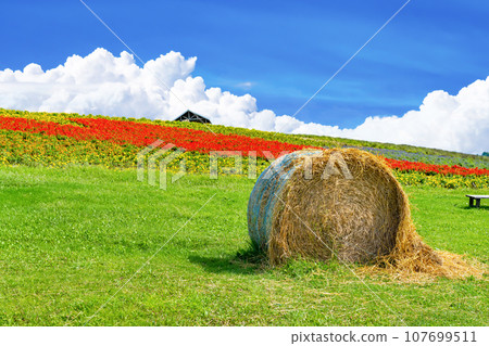 Summer at Kanno Farm in Kamifurano Town, Hokkaido 107699511
