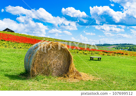 北海道上富良野町菅野農場的夏天 107699512