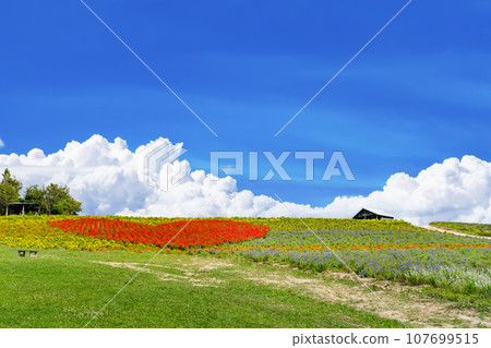 北海道上富良野町菅野農場的夏天 北海道上富良野町菅野農場的夏天 107699515