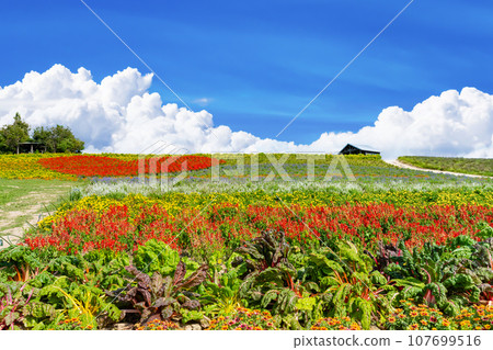 北海道上富良野町菅野農場的夏天 107699516