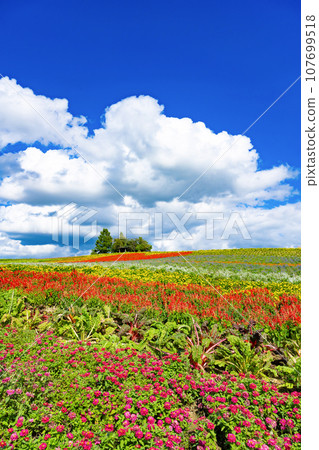 北海道上富良野町菅野農場的夏天 107699518
