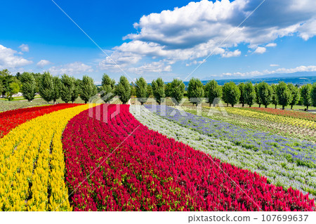 Farm Tomita in August, Nakafurano Town, Hokkaido 107699637