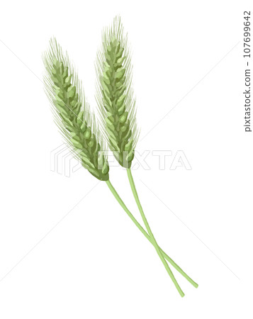 兩穗麥子(綠色) 兩穗麥子(綠色) 107699642