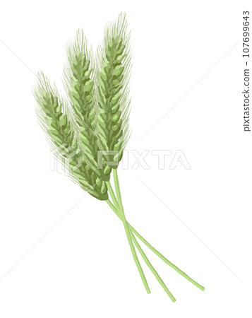 三穗麥(綠) 三穗麥(綠) 107699643