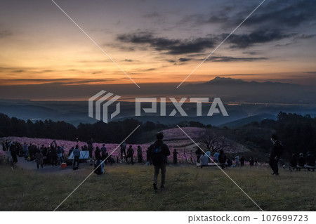 夜晚的白木高原長崎諫早大波斯菊櫻花油菜花 107699723