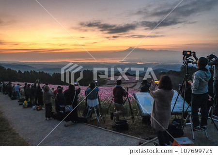 Shirakimine Plateau at night Nagasaki Isahaya Cosmos Sakura Rape blossoms 107699725
