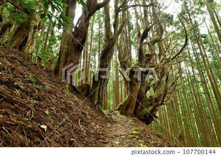 Old cedar in the windbreak forest of the Yoshimura family ruins (Koheji) [Totsukawa Village, Nara Prefecture] 107700144