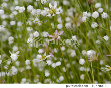 Plants of spring-fed wetlands: Sawa bulbul, Shiratamoshikusa clump Plants of spring-fed wetlands: Sawa bulbul, Shiratamoshikusa clump 107700189