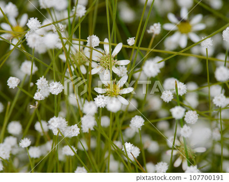 Plants of spring-fed wetlands: Sawa bulbul, Shiratamoshikusa clump 107700191
