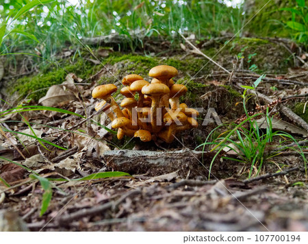 蘑菇世界，蘑菇叢 107700194