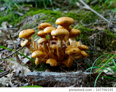 Mushroom World, Mushrooms clumps 107700195