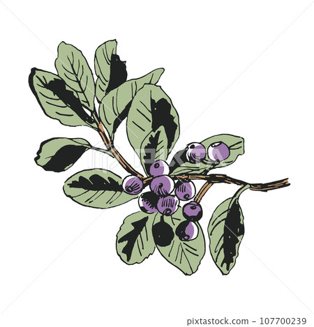 Sharinbai, the beauty of plants spelled out with a pen 107700239
