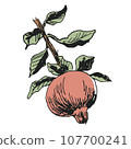 The beauty of plants spelled out with a pen: Pomegranate fruit 107700241