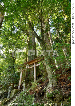 野中的一側杉木（次櫻王子）[和歌山縣田邊市中邊町] 107700546