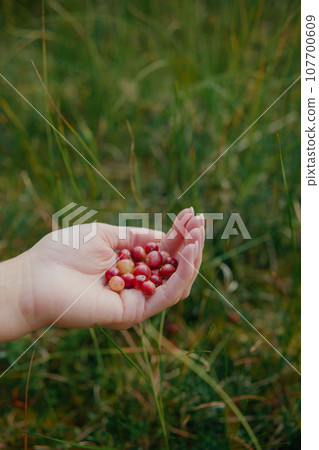Woman picking berries in the woods. Handful of red cranberries. Woman picking berries in the woods. Handful of red cranberries. 107700609