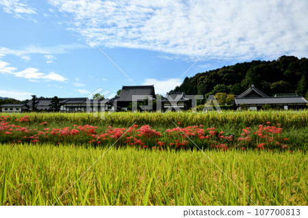 Tachibana Temple in bloom [Asuka Village, Takaichi District, Nara Prefecture] 107700813